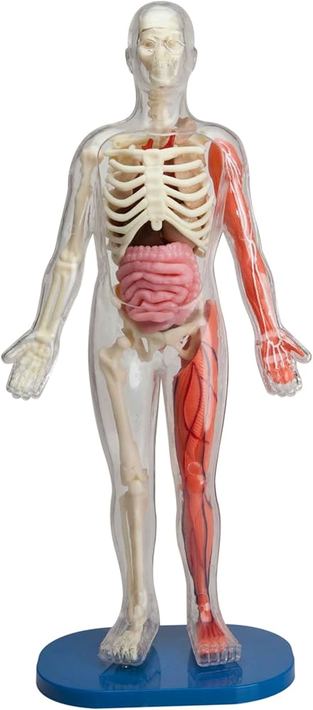 Human Body キット　英語 $_12.JPG?set_id=880000500F